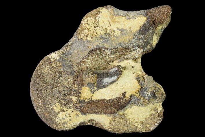 Fossil Mosasaur (Platecarpus) Cervical Vertebra - Kansas #136495
